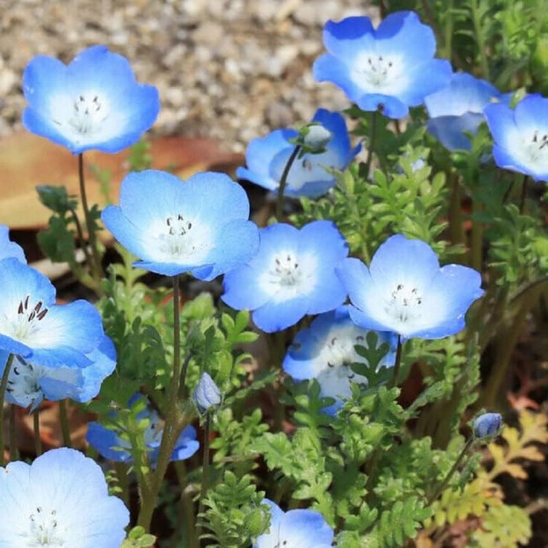 Flower 250 Baby Blue Eyes Seeds Nemophila Menziesii - Low Ground Cover Flowers, Blue