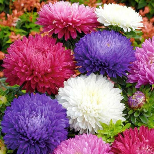 500 Seeds Powder Puff China Aster Seed Mix Callistephus Chinensis - Cut Flowers USA Seeds - Organic Fresh Seeds for Planting - Live Seeds for Home and Garden