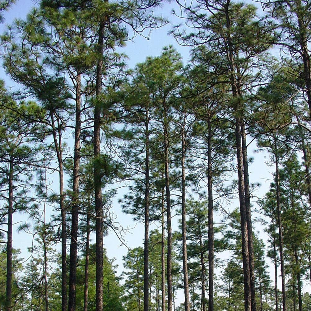 20 Seeds Longleaf Pine - Pinus Palustris - Organic Fresh 20 Seeds for Planting - Longleaf Pine Tree Seeds for Landscape