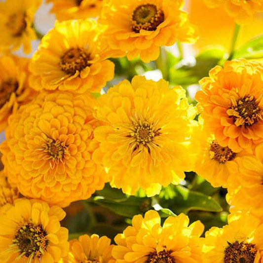 100 Seeds Zinnia Lemon Meringue Mix Flowers Pollinators Butterflies Love - Organic Fresh Plant Seeds for Home and Garden - Live Flower Seeds