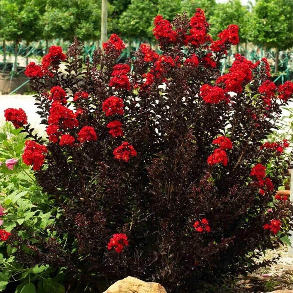 25 Black Diamond Red Crepe Myrtle Seeds - Organic Fresh Seeds for Planting - Live Lack Diamond Red Crepe Seeds for Home and Garden