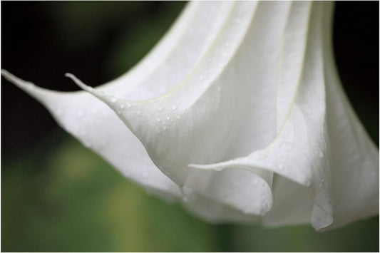 White Angels Trumpet 10 Seeds Tropical Stunning Profusion of Snow White Flowers Container Plant or Outdoor Standard Brugmansia Suaveolens