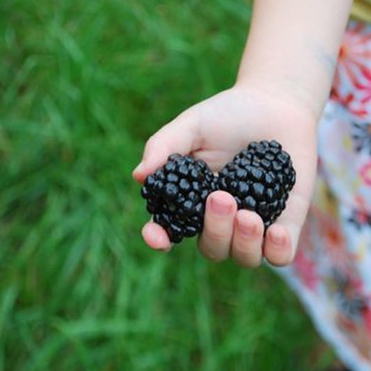 Giant Thornless Blackberry 315 Seeds - Triple Crown Blackberry Fruit Seeds, Blackberry Bush Wild Grow Unique Seeds, Blackberry Seeds for Home and Garden - Plant Seeds