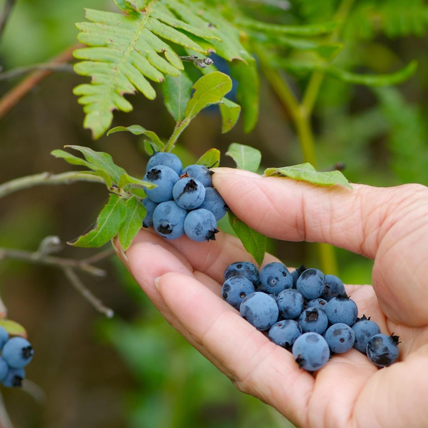 50 BLUEBERRY Northern Highbush Mix (Pre-Stratified) Fruit Bush Vaccinium Corymbosum Seeds