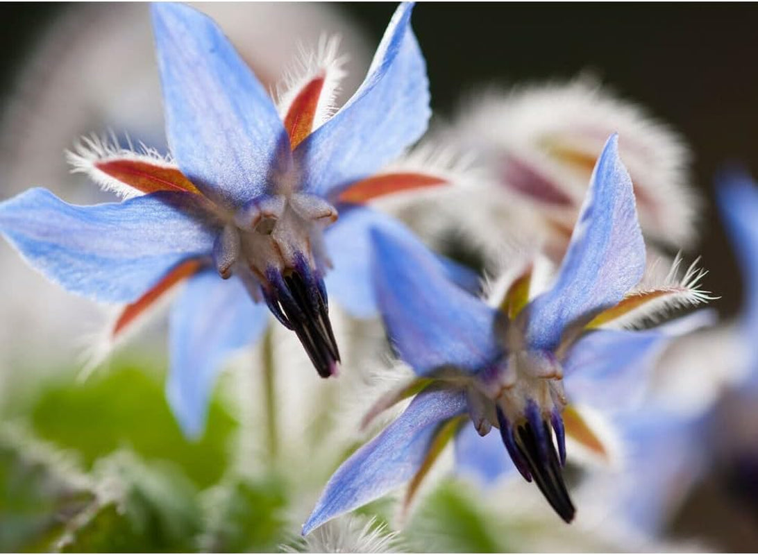 75 Seeds Borage Flower - Organic Plant Live Seeds - a Herb & Edible Flower for Your Garden and Home