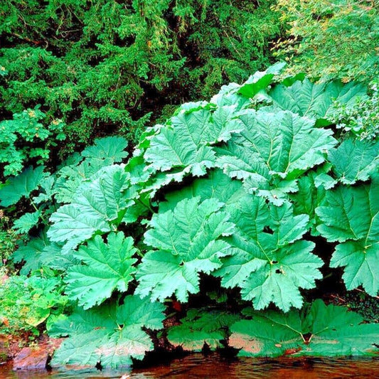 25 Seeds GUNNERA MANICATA Seeds "Dinosaur Food" Giant Hardy Exotic Flower Plant Rare - Organic Fresh Seeds for Planting