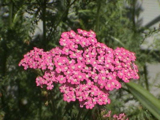 250 PINK CERISE QUEEN YARROW Achillea Millefolium Flower Seeds