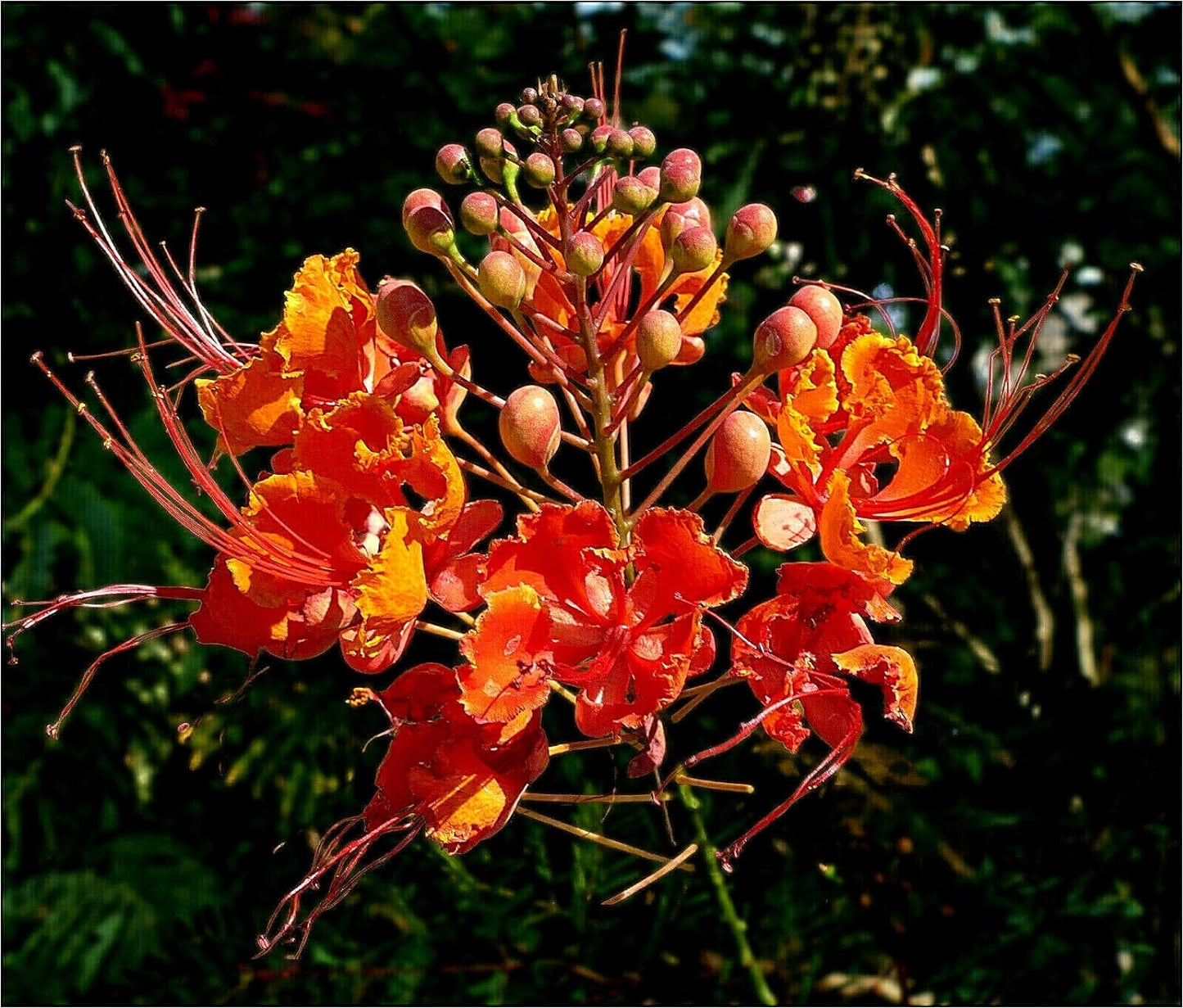 Red Bird of Paradise Caesalpinia Pulcherrima Barbados Peacock Flower Jocad (10 Seeds)