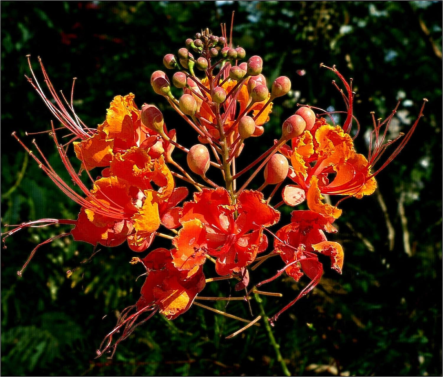 Red Bird of Paradise Caesalpinia Pulcherrima Barbados Peacock Flower Jocad (10 Seeds)