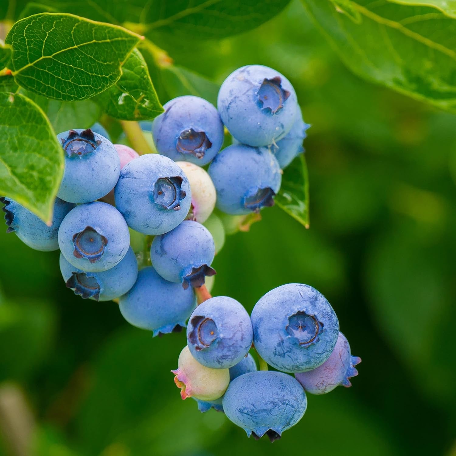 50 BLUEBERRY Northern Highbush Mix (Pre-Stratified) Fruit Bush Vaccinium Corymbosum Seeds