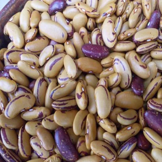 10 Seeds Tiger'S Eye Beans Bush Shell or Dry Beautiful Golden Color Heirloom - Organic Fresh Seeds for Planting - Live Seeds for Home and Garden