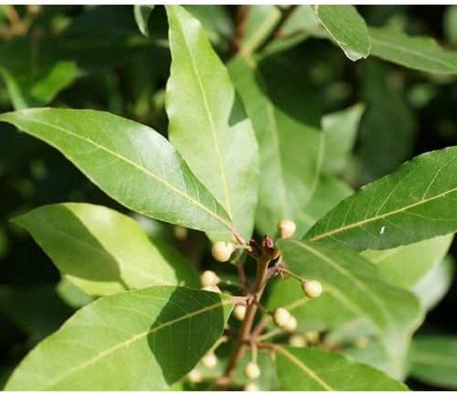 5 Seeds Sweet Bay Laural Tree Laurus Nobilis - Pre-Stratified - 5 Seeds Laural Tree for Your Garden