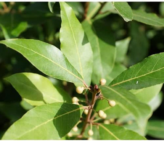 5 Seeds Sweet Bay Laural Tree Laurus Nobilis - Pre-Stratified - 5 Seeds Laural Tree for Your Garden