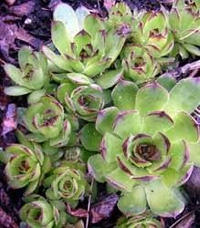 25 MIXED HENS & CHICKS Chickens Succulent (Live Forever) Sempervivum Flower Seeds