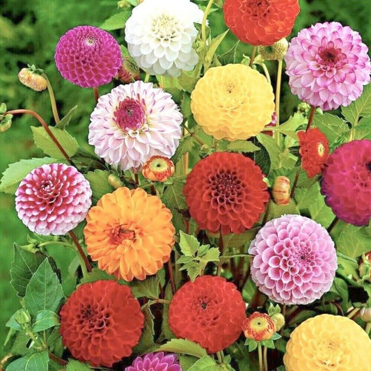 30 Pompon Dahlia Flower Seeds - Organic Fresh Seeds for Planting - Live Seeds for Home and Garden