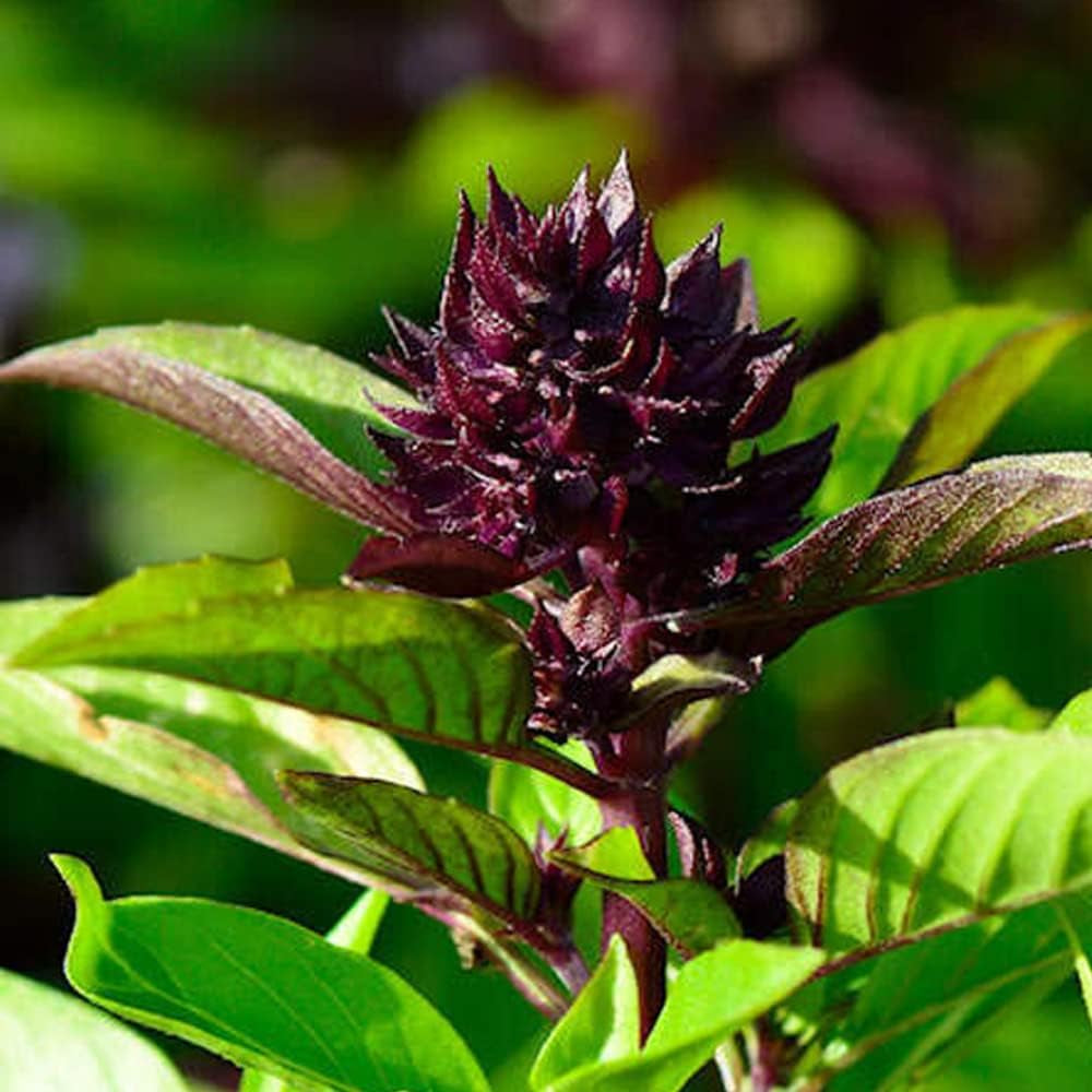 150 Seeds SIAM Queen Basil Herb - Organic Plant Fresh Seeds Basil for Your Home and Garden