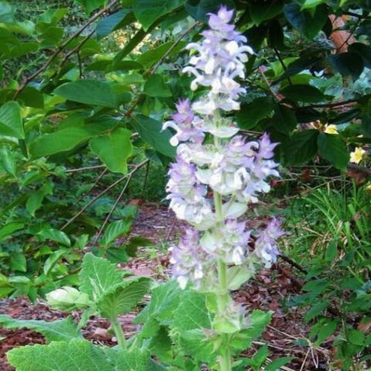 100 Seeds Clary Sage Bluish White Salvia Perennial Medicinal Sun Shade - Organic Plant Seeds for Planting - Flowers Seeds for Home and Garden