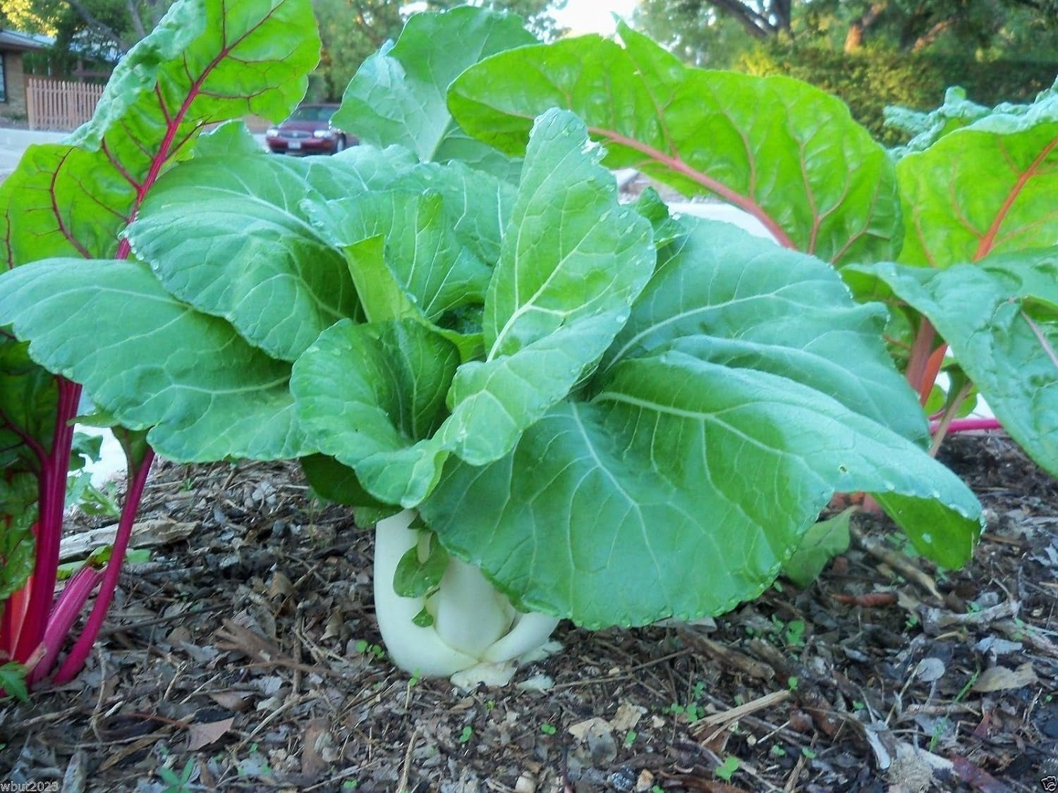 Dwarf Bok Choy or Baby Bok Choy (2000 Seeds) - ASIAN Vegetable