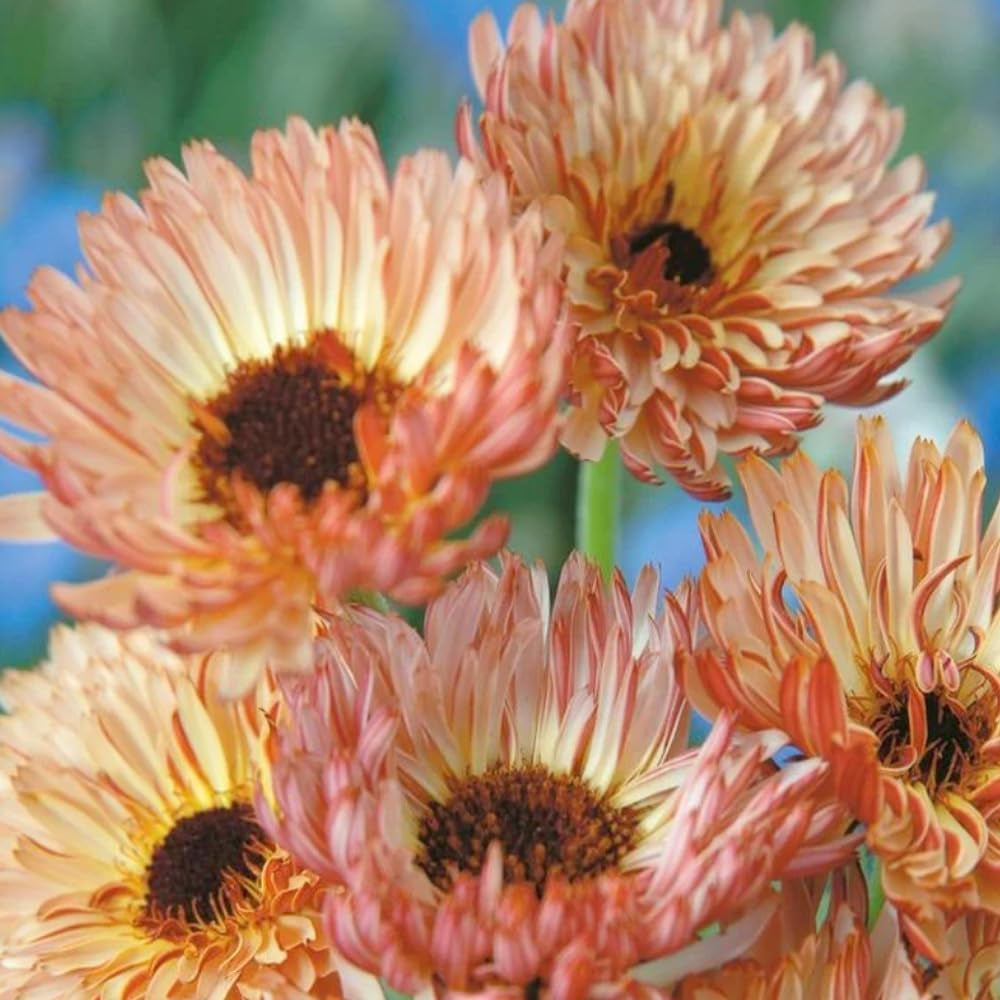 50 Seeds Calendula Sunset Buff Pink Double Blooms Bi-Colored - Organic Flower Seeds for Planting - Live Seeds for Planting