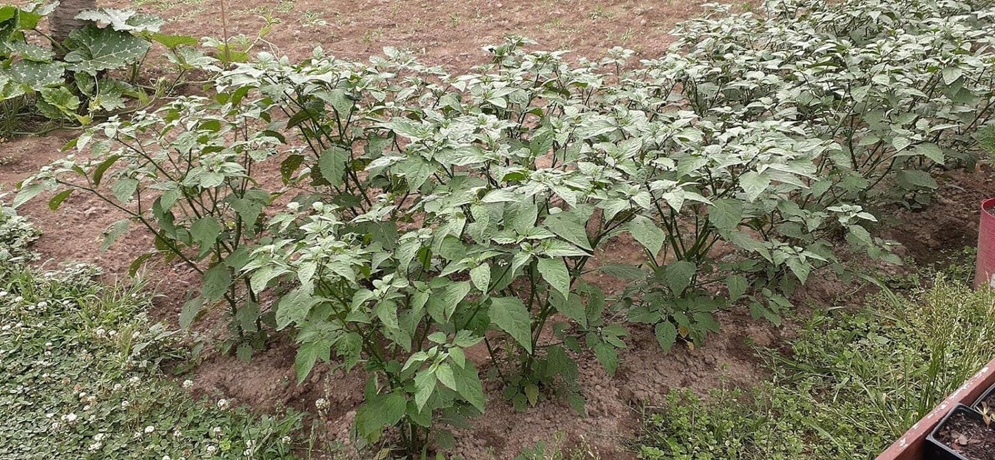 Black Nightshade Hierba Mora 50 Seeds