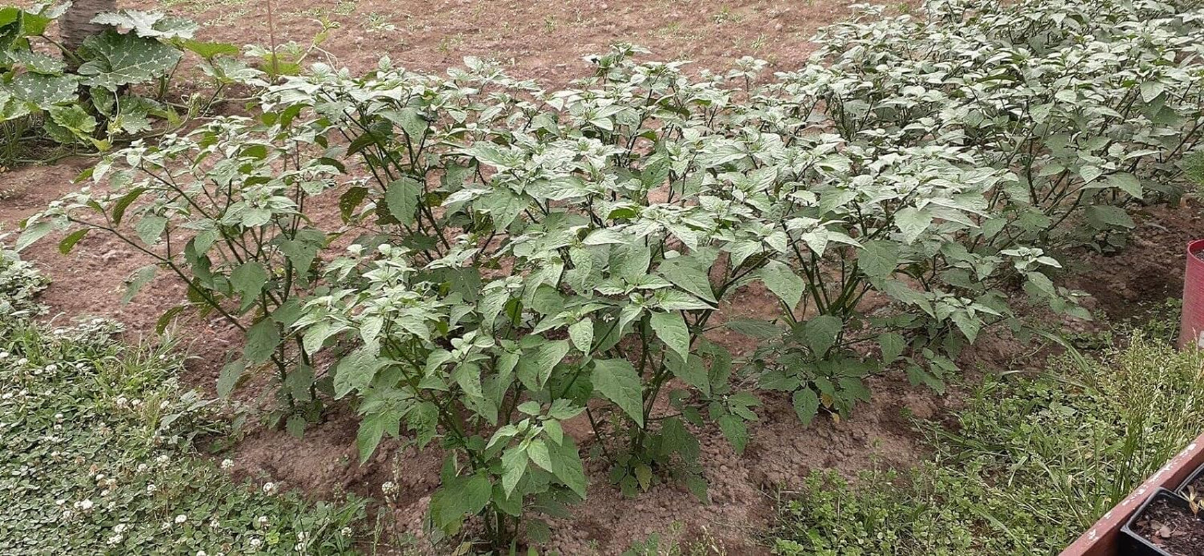 Black Nightshade Hierba Mora 50 Seeds