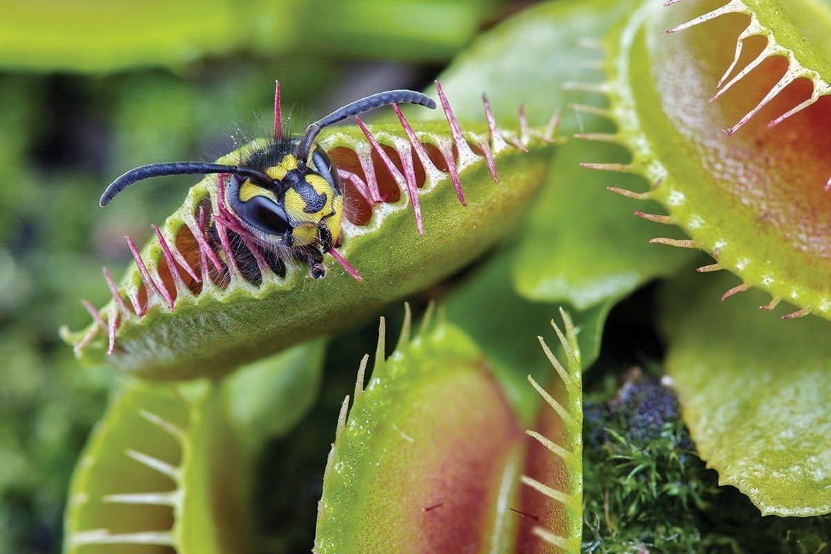 Venus Flytrap Seeds, (25 Seeds) Carnivorous Beauty an Excellent Indoor Plant