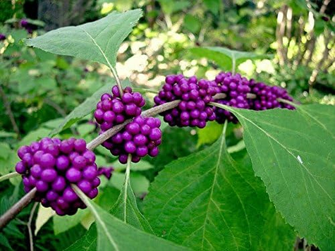 Callicarpa Americana Beautyberry Exotic Florida Native Fruit Bird Seed 30 Seeds