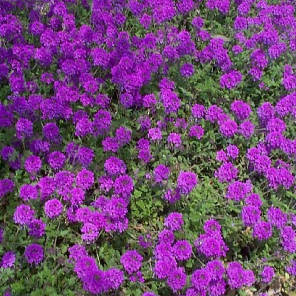 500 Seeds Purple Moss Verbena Flower - Organic Fresh Seeds for Planting - Live Flowers for Your Landscape