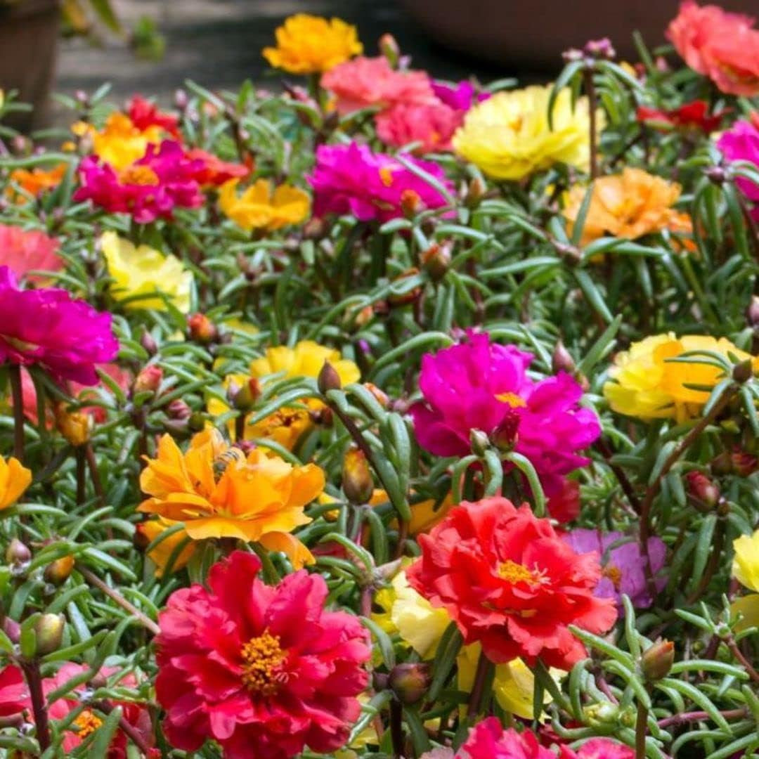 Portulaca Grandiflora Seed Mix Garden Purslane Double Flower Moss Rose about 1100 Seeds