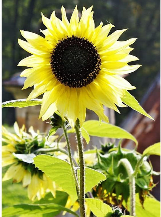 80+ Seeds Sunflower Color Yellow Lemon Queen Tall Non-Gmo Heirloom Flower Plant for Your Garden