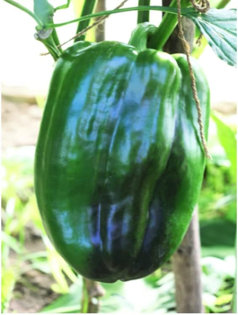 30+Seeds Plant Emerald Giant Sweet Bell - Capsicum Annuum - Heirloom 30+Seeds for Your Garden