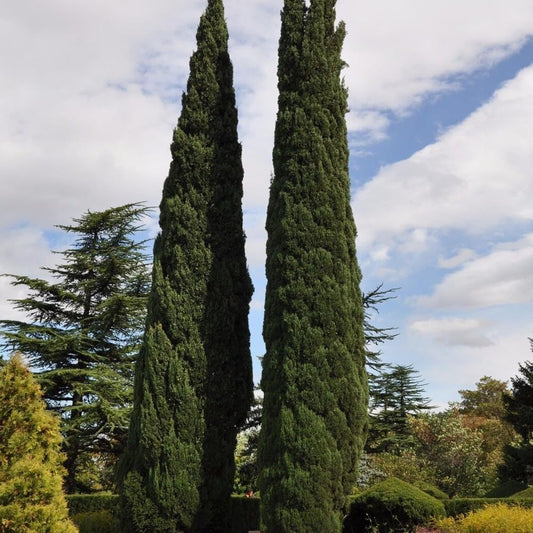 25 Seeds Italian Cypress Seeds - Cupressus Sempervirens - Organic Fresh Tree Seeds for Planting - in Garden Landscape - Tree Seeds for Planting