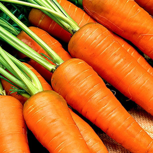 1000 Seeds Carrot Seeds Chantenay Red Cored Carrot Vegetable Garden Seeds USA - Organic Fresh Seeds for Planting - Seeds for Home and Garden