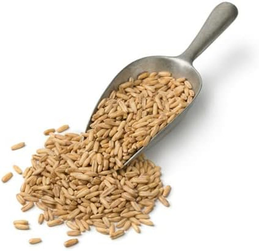 Cat Grass Seeds 100-100 Seeds Oat Seeds for Your Cat - for Cat Seeds - Useful for Cat