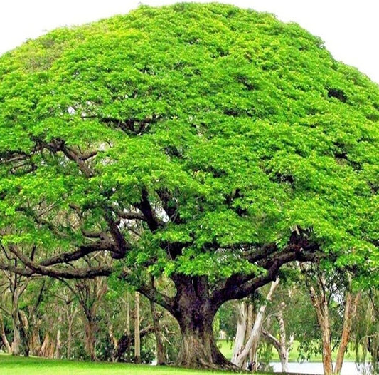 10 Seeds RAIN Tree Seeds Monkey Pod (Albizia Saman) Tropical Flower Bonsai Plant - Organic Fresh Seeds for Planting - Live Seeds for Home and Garden