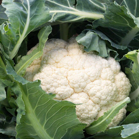 200 Cauliflower Seeds Snowball Self Blanching Cauliflower - Brassica Oleracea - Organic Fresh Seeds for Planting - Seeds for Home and Garden