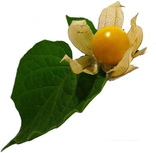 100 Seed Fruit Berry Ground Cherry Fruit Seeds | Pineapple Cape Gooseberry (Physalis Ixocarpa) - Plant for Your Garden