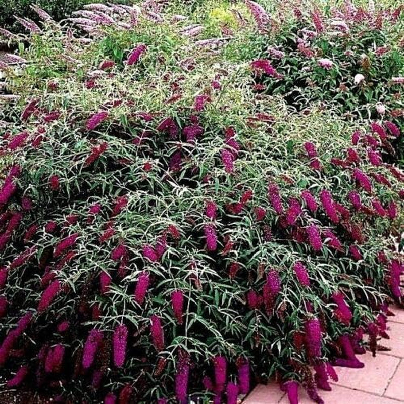 Multi-Color Butterfly Bush Mix Jocad (150 Seeds)