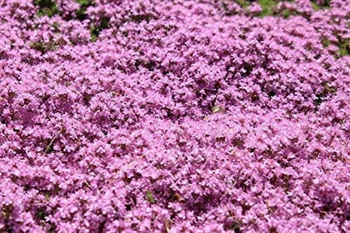 Red Supply Solution Creeping Thyme 10.000 Seeds - Walk on Me, Thymus Serpyllum Herb Flower Hardy Ground Cover Seeds, Elfin Thyme Perennial Fragrant Landscaping Flowers for Planting