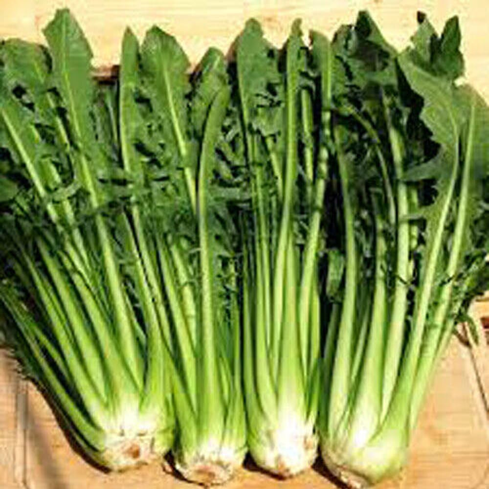 300 Seeds Catalogna Emerald Endive Seeds Italian Dandelion Chicory Green - Organic Fresh Seeds for Home and Garden - Live Seeds for Planting
