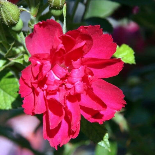 30 Seeds Red Rugosa Bush & Shrub Seeds - Rose Rosa Rugosa Rubra Flower Organic Seed