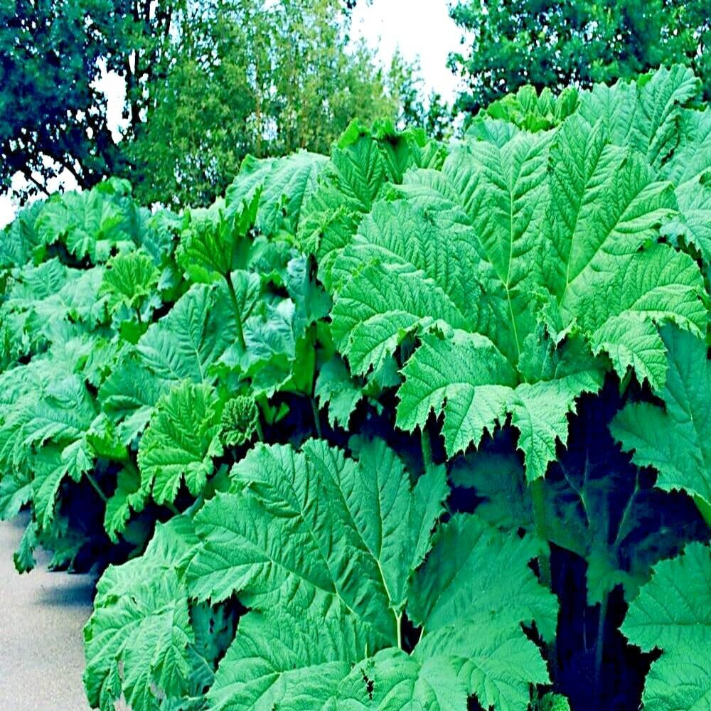 25 Seeds GUNNERA MANICATA Seeds "Dinosaur Food" Giant Hardy Exotic Flower Plant Rare - Organic Fresh Seeds for Planting