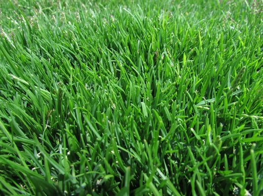 Emerald Zoysia (Zoysia Emerald) Grass Seeds-1/8 Lb