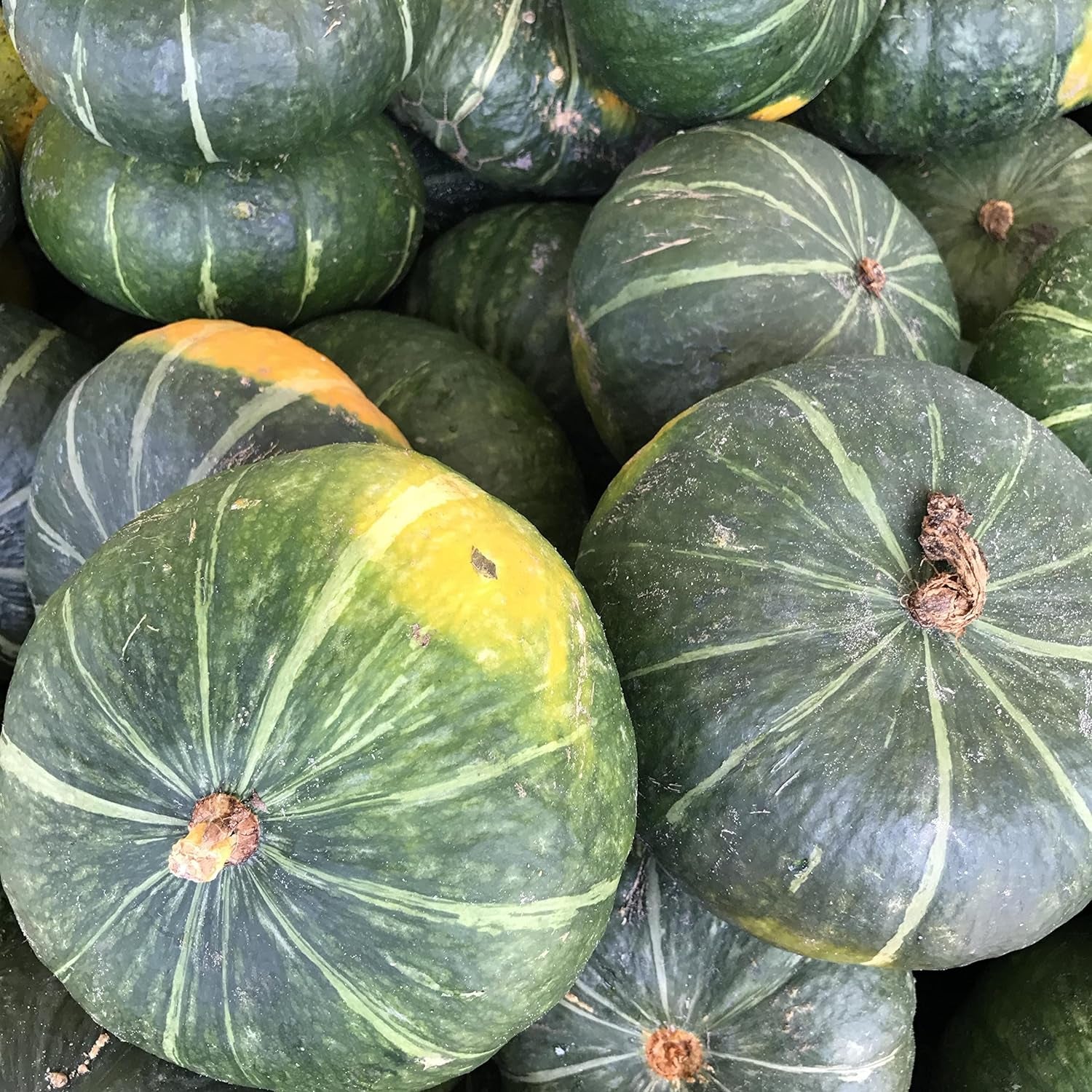 20 JAPANESE GREEN PUMPKIN SEEDS - Kabocha - Open Pollinated, Heirloom