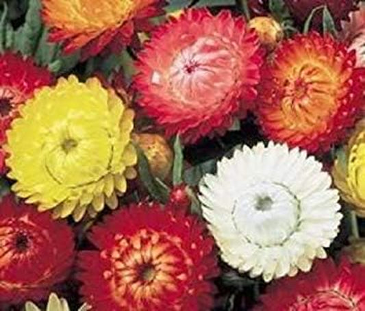 100 Tall Double Mixed Colors STRAWFLOWER Helichrysum Monstrosum Flower Seeds