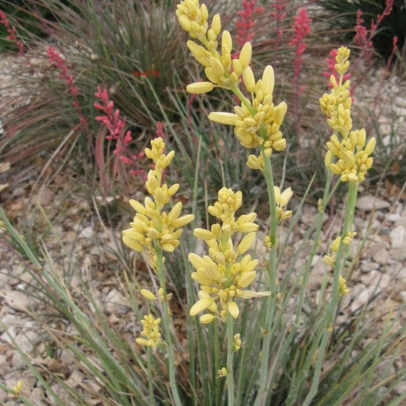 30 Seeds Yellow Flower, Golden Texas Yucca "Rare" Hesperaloe Parviflora Flower Plant for Garden and Home