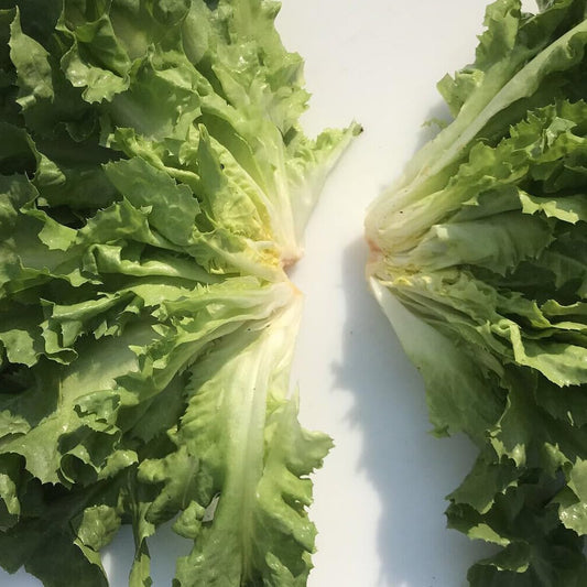 500 Seeds Broadleaf Batavian Endive Seeds Escarole Vegetable USA - Organic Live Seeds for Planting - Live Seeds for Home and Garden