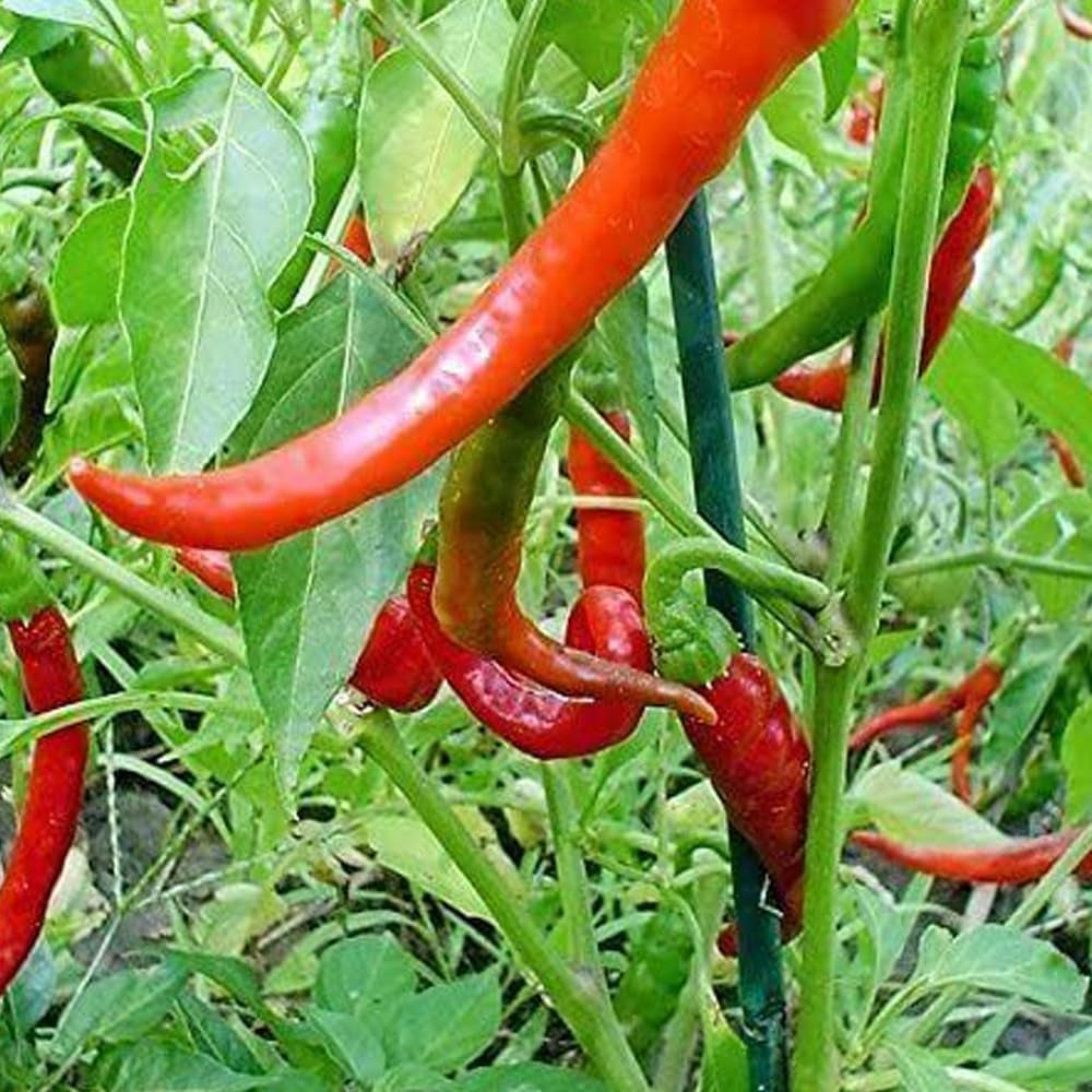 30 Seeds 8 Inch Long Red Thin Hot Pepper Chili Erjintiao Chinese Hot Pepper - Organic Fresh Seeds for Planting - Seeds for Hme and Garden