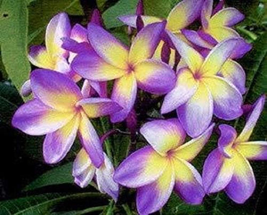 5 Rare Yellow Purple Plumeria Seeds Plants Flower Lei Hawaiian Fragrant Garden
