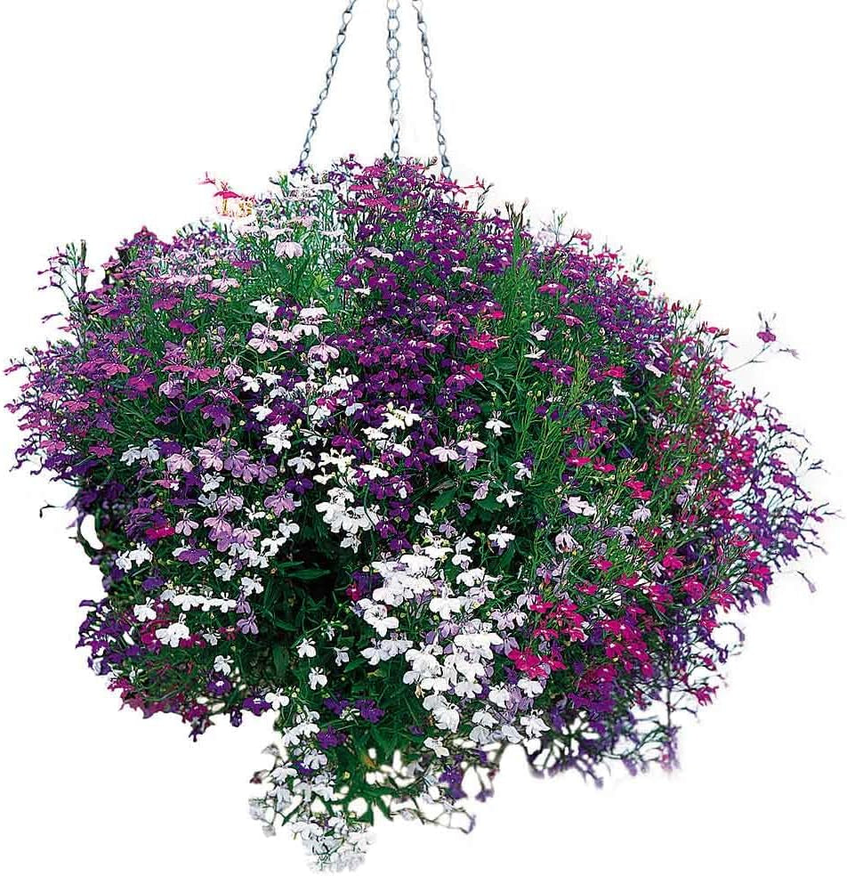 50+ Trailing Mixed Lobelia Regatta Perennial Flower Seeds/Great for Hanging Baskets